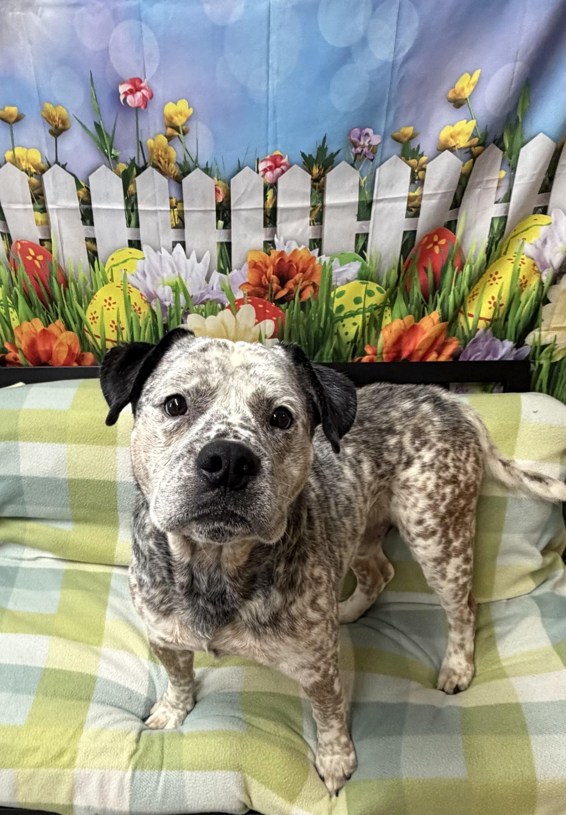 Enlarge Wrangler, a ADOPTABLE mixed breed in Grove, OK image 1/2