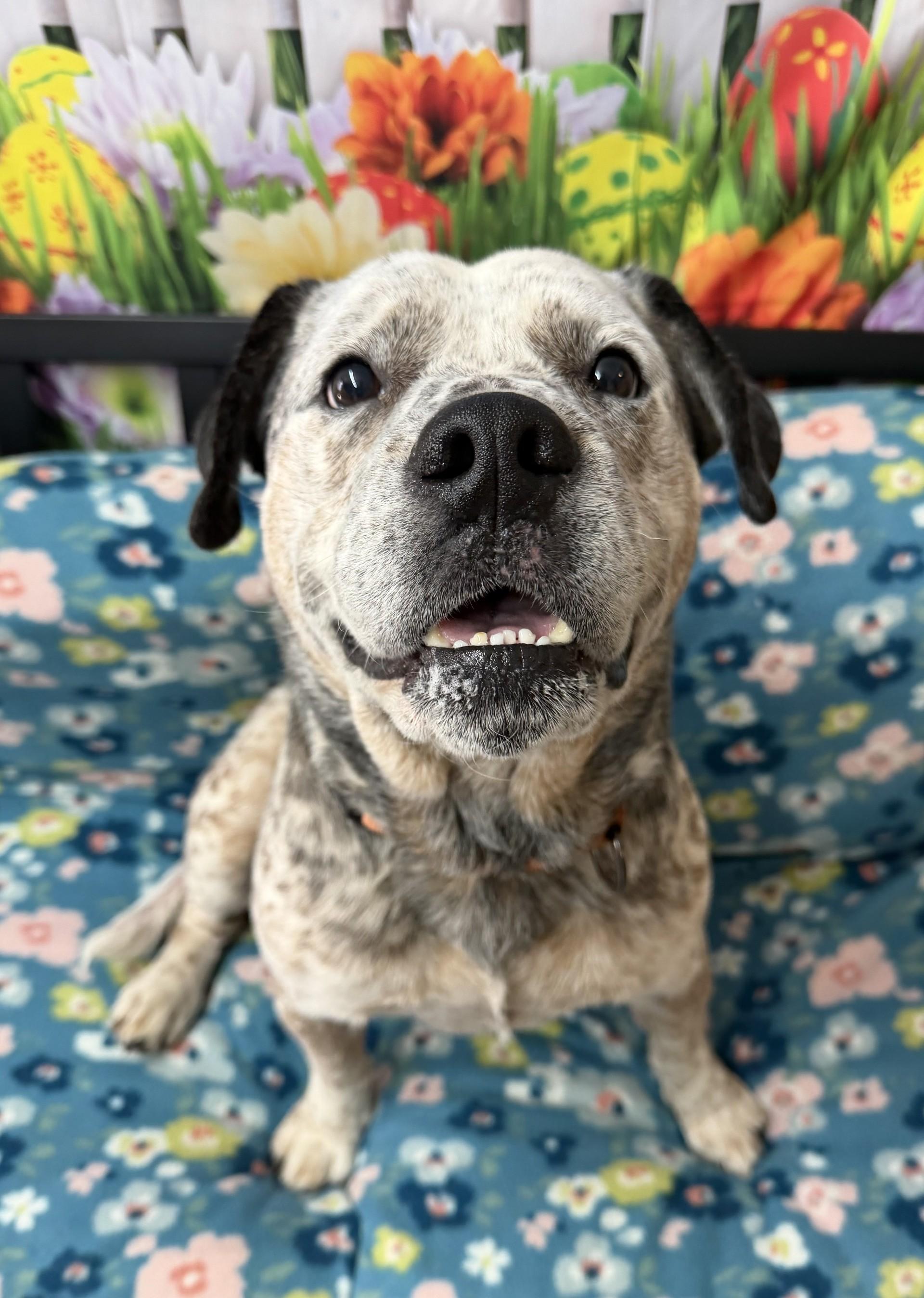 Wrangler, adoptable, Adult Male Australian Cattle Dog / Blue Heeler.