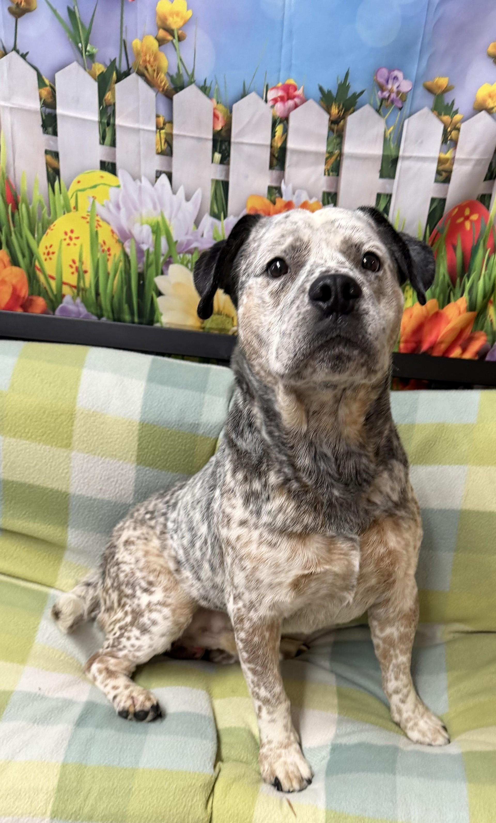 Enlarge Wrangler, a ADOPTABLE mixed breed in Grove, OK image 2/2