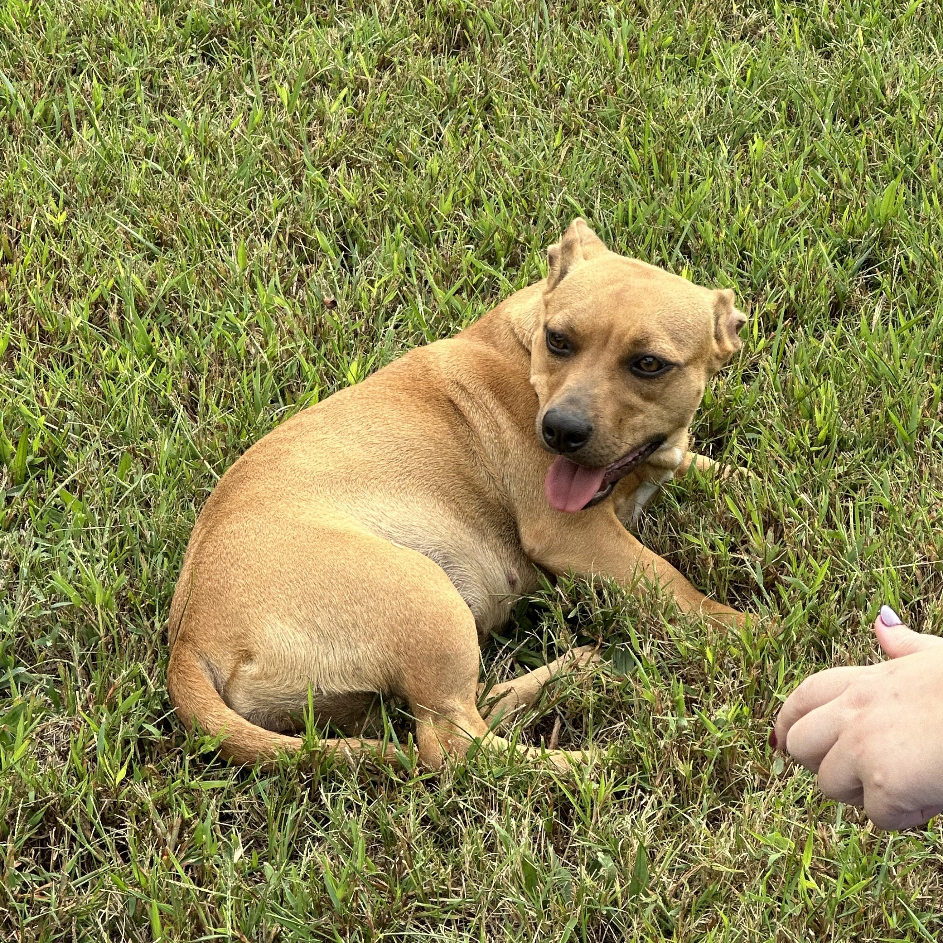 Enlarge GINGER, a ADOPTABLE mixed breed in Lexington, NC image 4/4