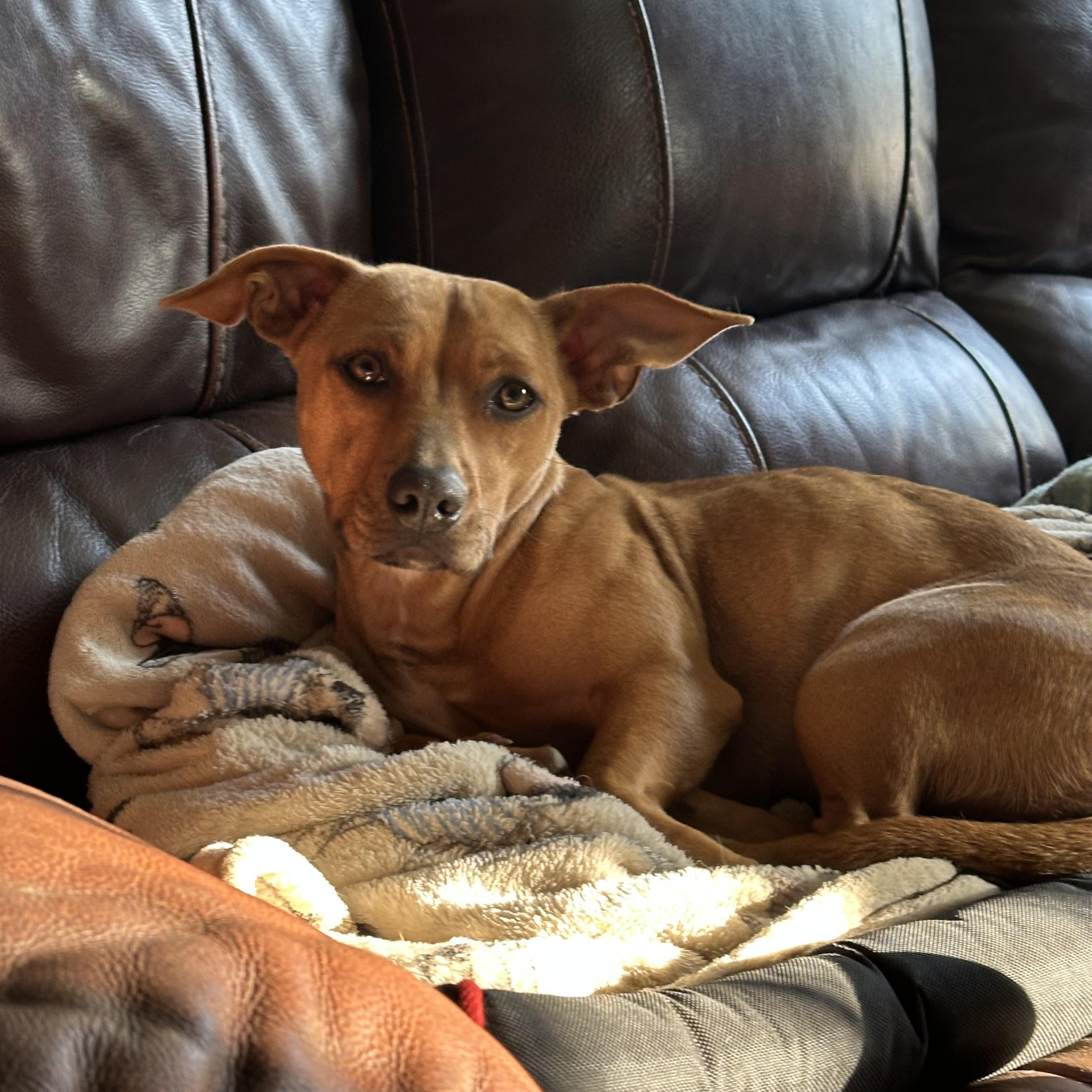 Enlarge GINGER, a ADOPTABLE mixed breed in Lexington, NC image 1/4
