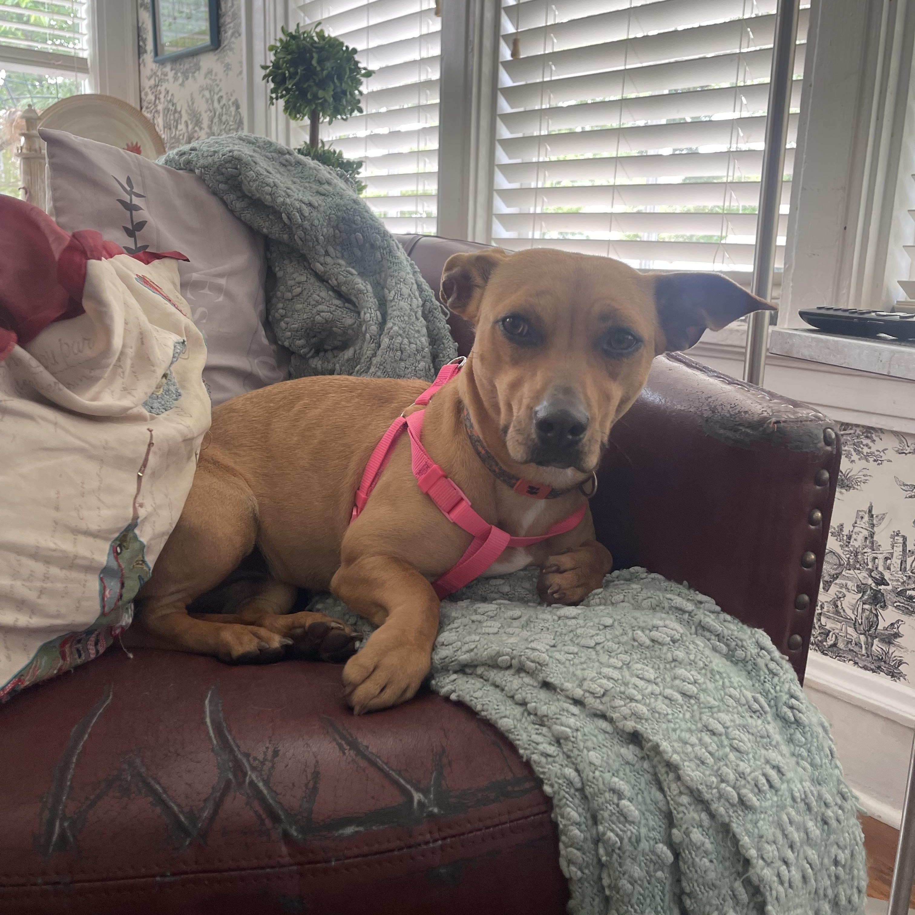 Enlarge GINGER, a ADOPTABLE mixed breed in Lexington, NC image 1/6
