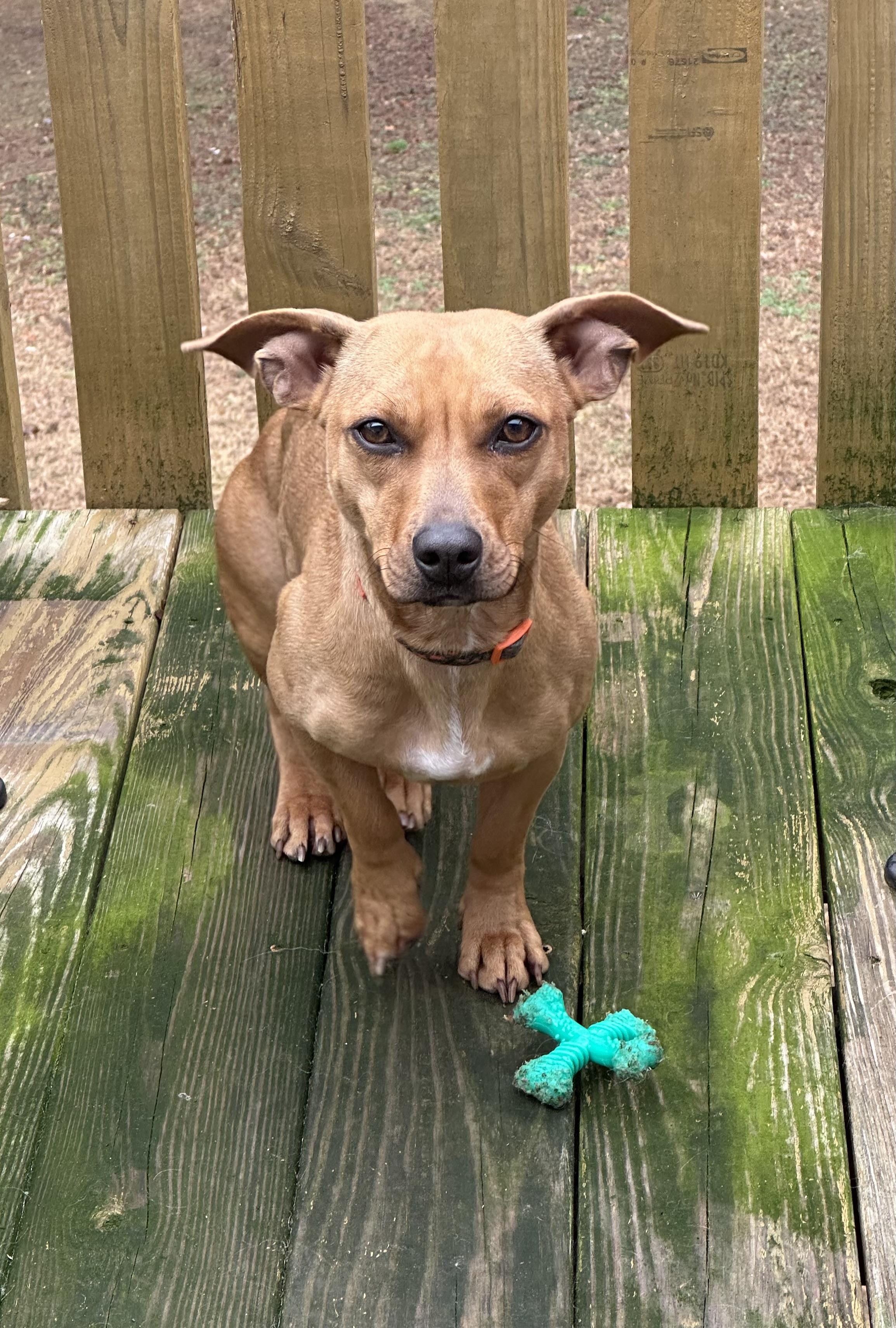 GINGER, a ADOPTABLE mixed breed in Lexington, NC image 5/5