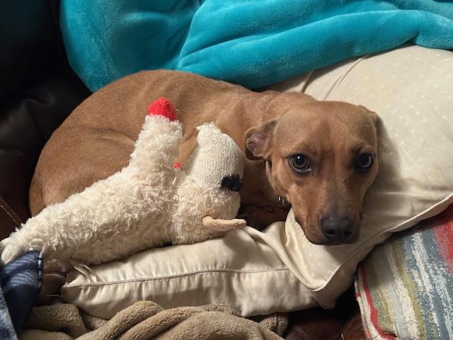 GINGER, ADOPTABLE, Adult Female Dachshund & Terrier.