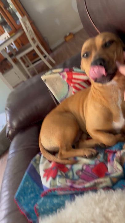 Enlarge GINGER, a ADOPTABLE mixed breed in Lexington, NC video 3/4