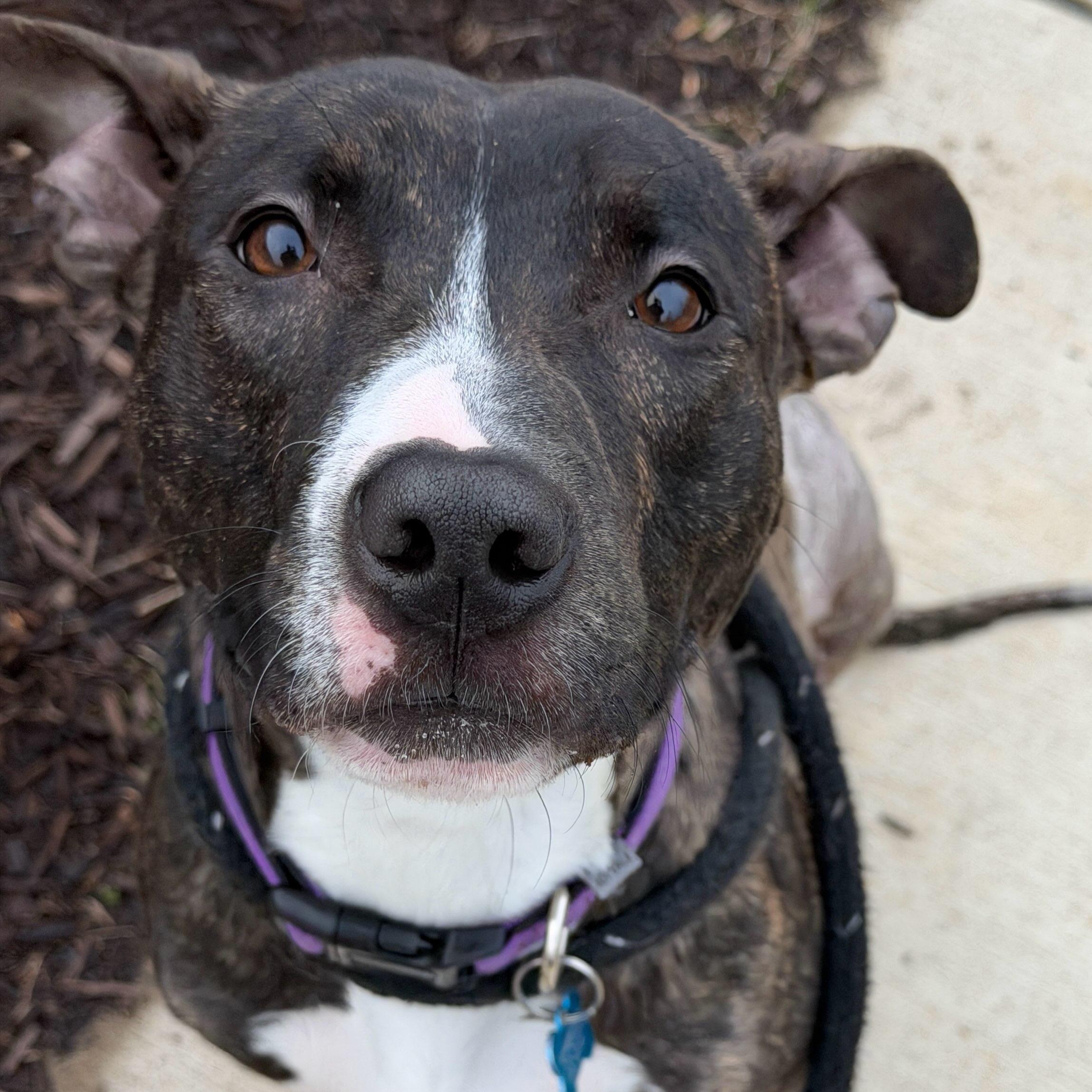 Enlarge Dumpling (ID 49332/3987), an adoptable Pit Bull Terrier in Manassas, VA image 1/4