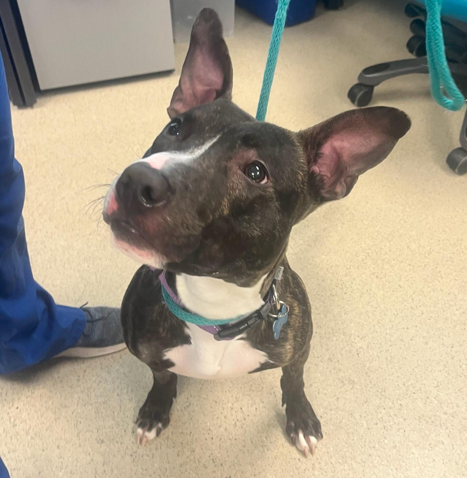 Enlarge Dumpling (ID 49332/3987), an adoptable Pit Bull Terrier in Manassas, VA image 3/4