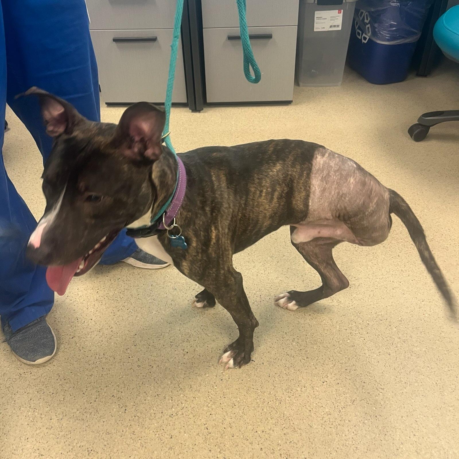 Enlarge Dumpling (ID 49332/3987), an adoptable Pit Bull Terrier in Manassas, VA image 4/4