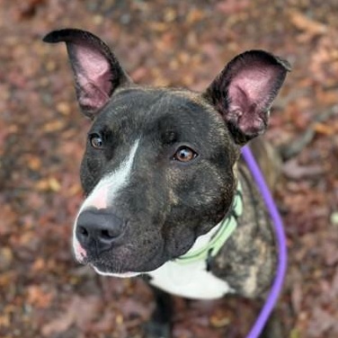 Enlarge Dumpling (ID 49332/3987), an adoptable Pit Bull Terrier in Manassas, VA image 1/5