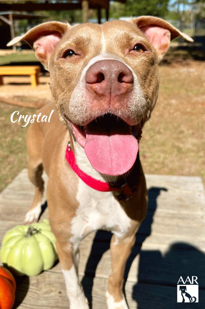 Crystal, a Adoptable mixed breed in Magnolia, TX image 1/6