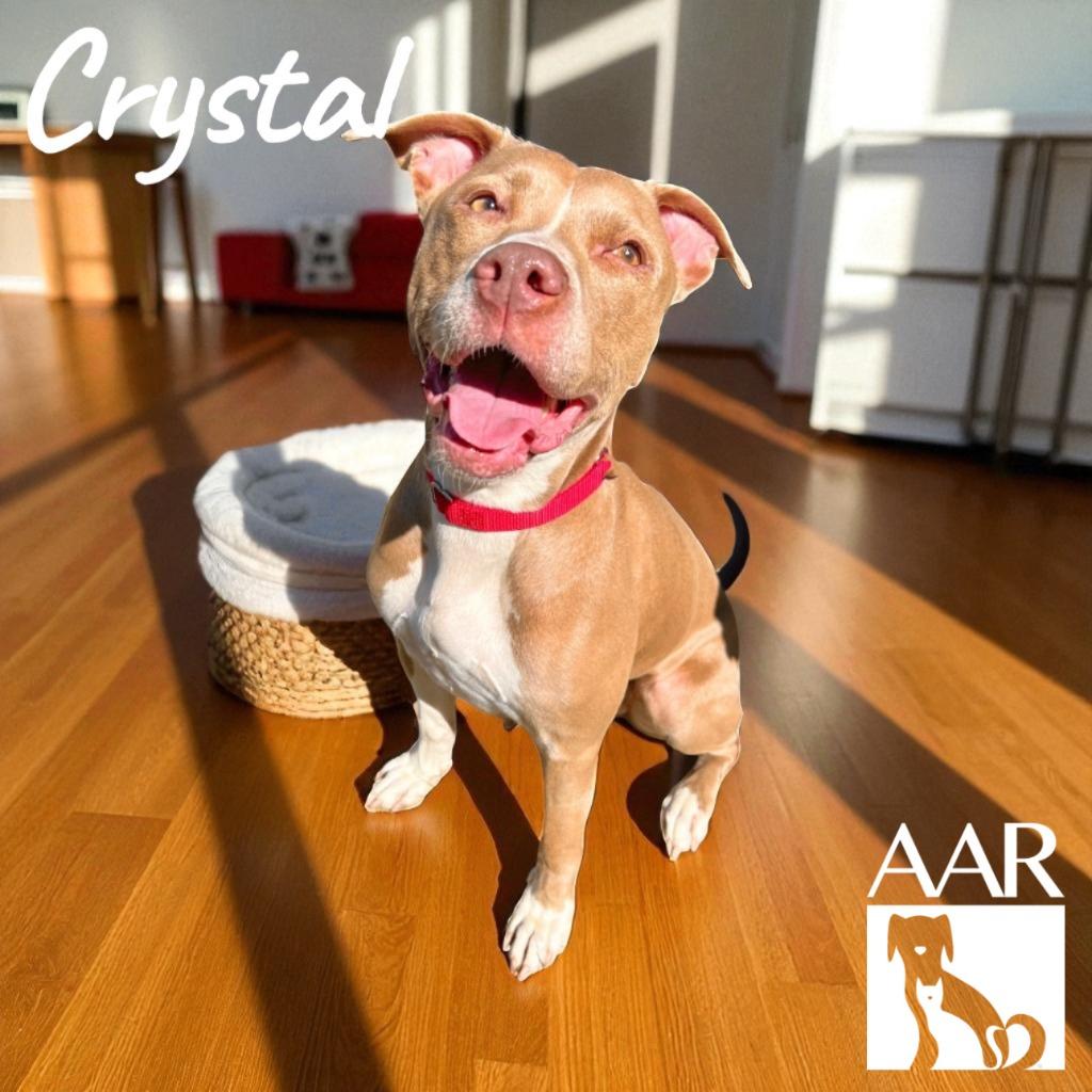 Crystal, a Adoptable mixed breed in Magnolia, TX image 2/6