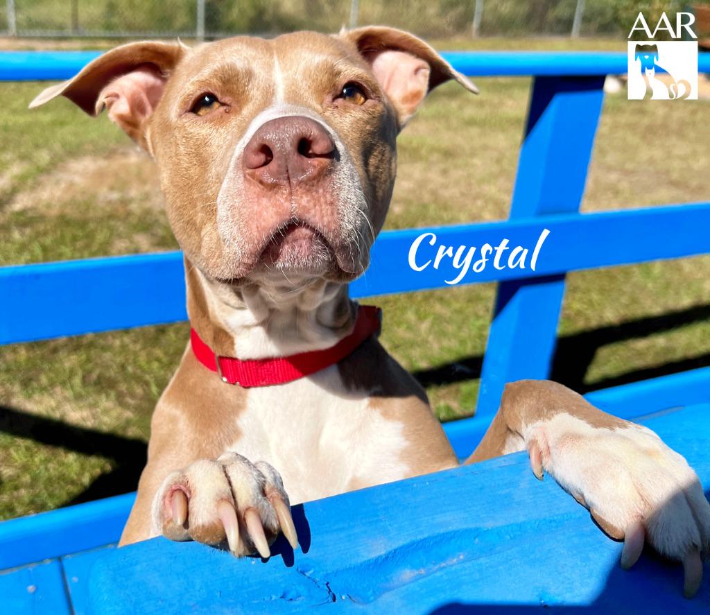 Crystal, a Adoptable mixed breed in Magnolia, TX image 3/6