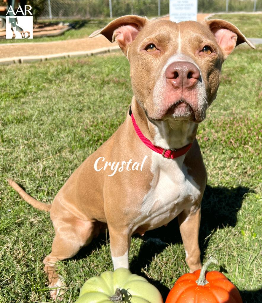 Crystal, a Adoptable mixed breed in Magnolia, TX image 4/6