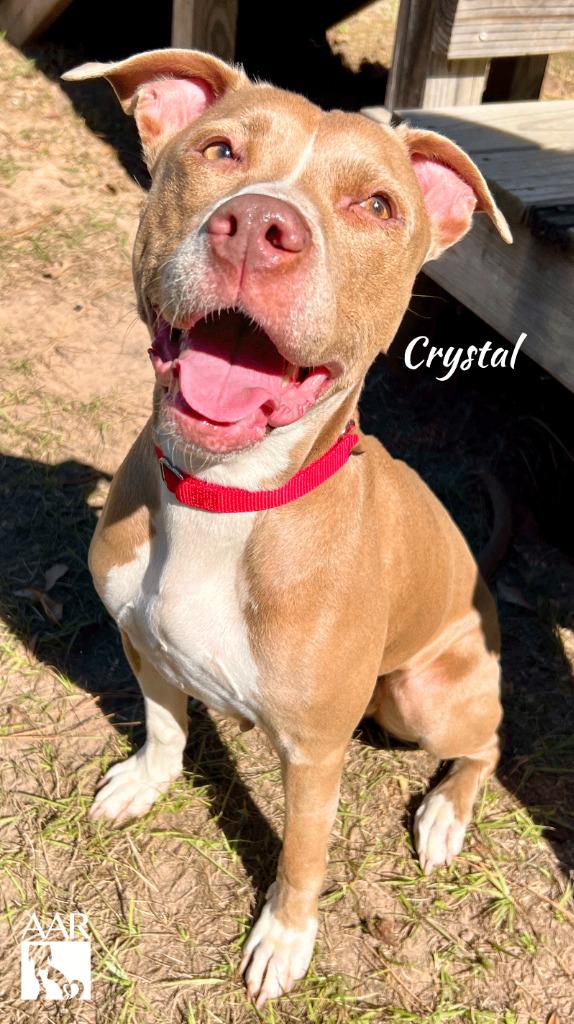 Crystal, a Adoptable mixed breed in Magnolia, TX image 5/6