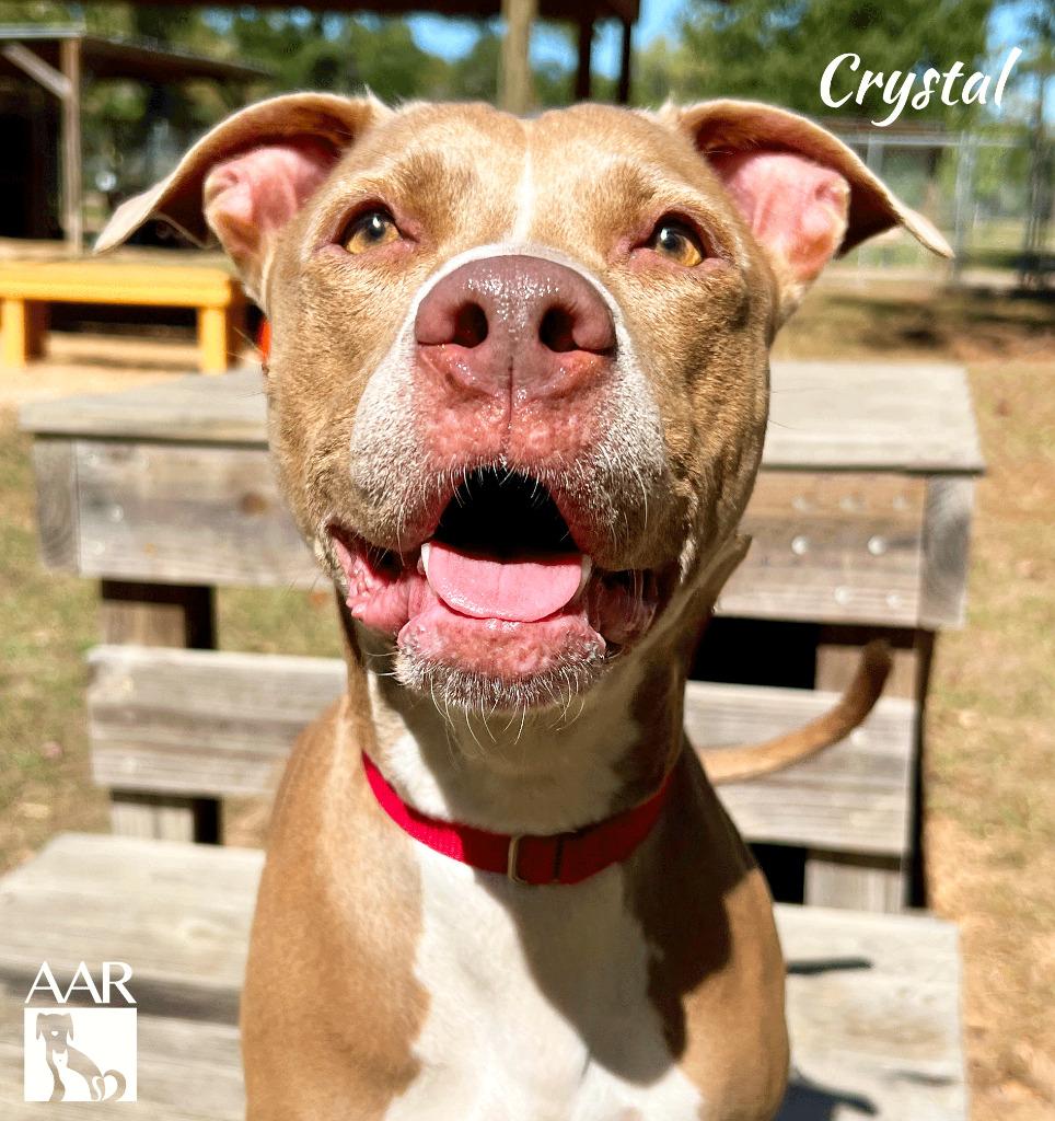 Crystal, a Adoptable mixed breed in Magnolia, TX image 6/6