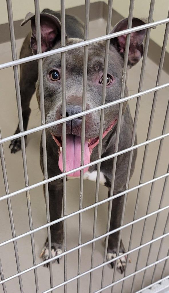 Enlarge Taco Belle, a Adoptable Pit Bull Terrier in Christiansburg, VA image 1/2