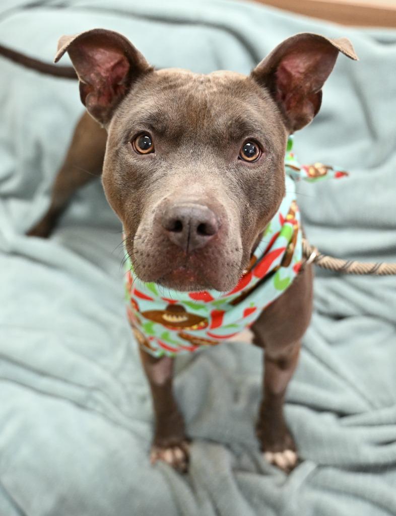 Enlarge Taco Belle, a Adoptable Pit Bull Terrier in Christiansburg, VA image 2/2