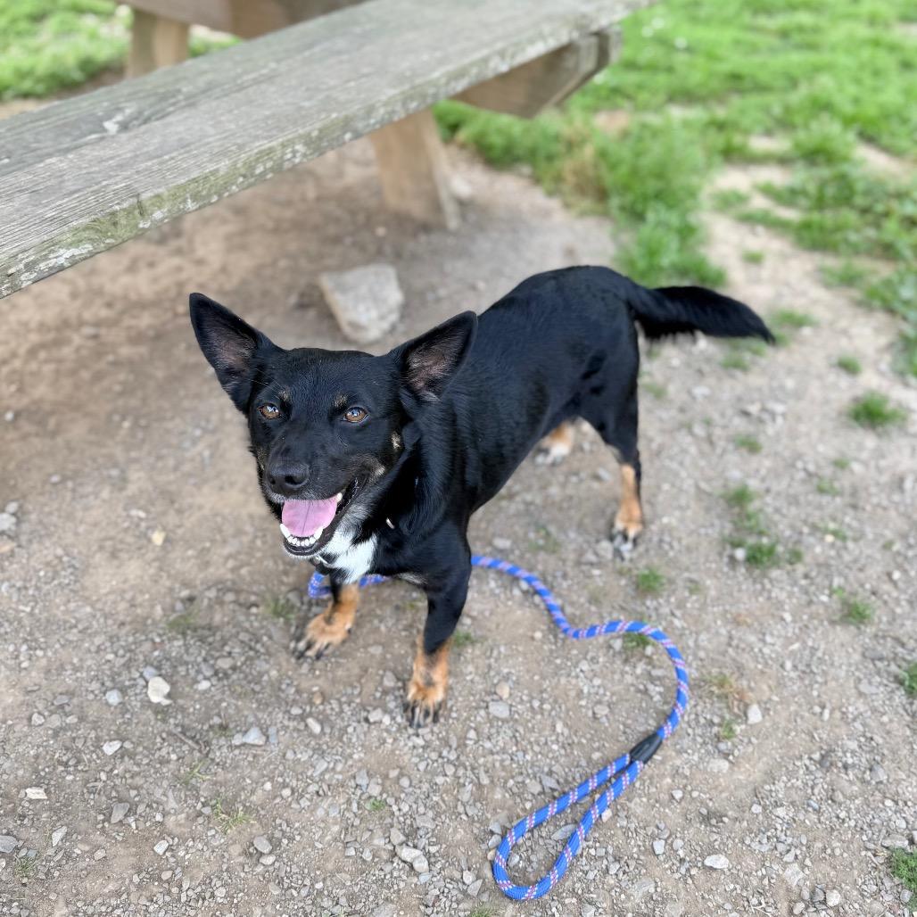 Enlarge Roscoe, a Adoptable mixed breed in Carencro, LA image 1/3