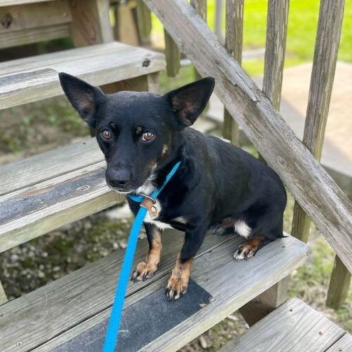 Enlarge Roscoe, a Adoptable mixed breed in Carencro, LA image 2/3