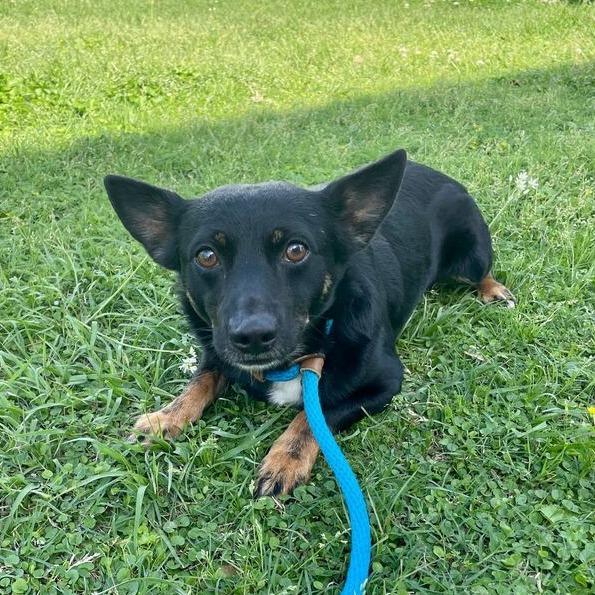 Enlarge Roscoe, a Adoptable mixed breed in Carencro, LA image 3/3