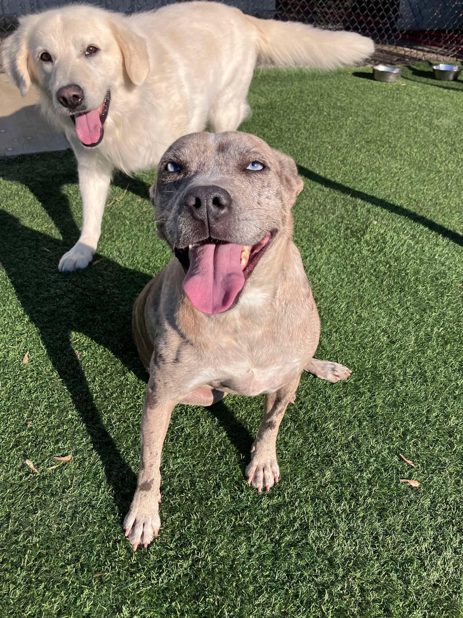 Enlarge Pudding, a Adoptable mixed breed in Richmond, KY image 1/6