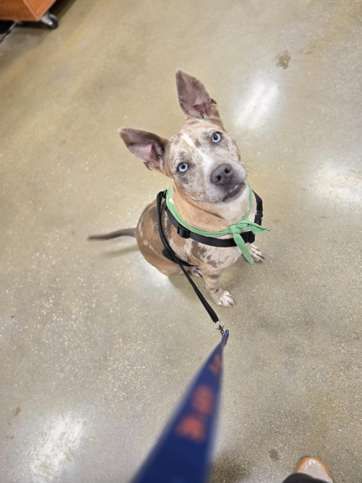 Pudding, a Adoptable mixed breed in Richmond, KY image 2/4