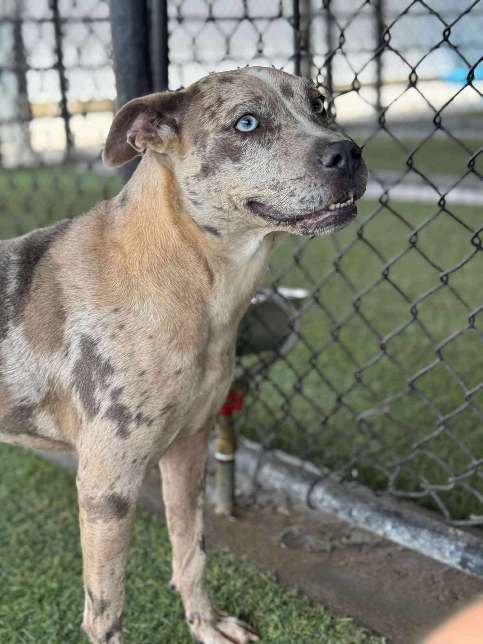 Pudding, Adoptable, Adult Female Catahoula Leopard Dog.