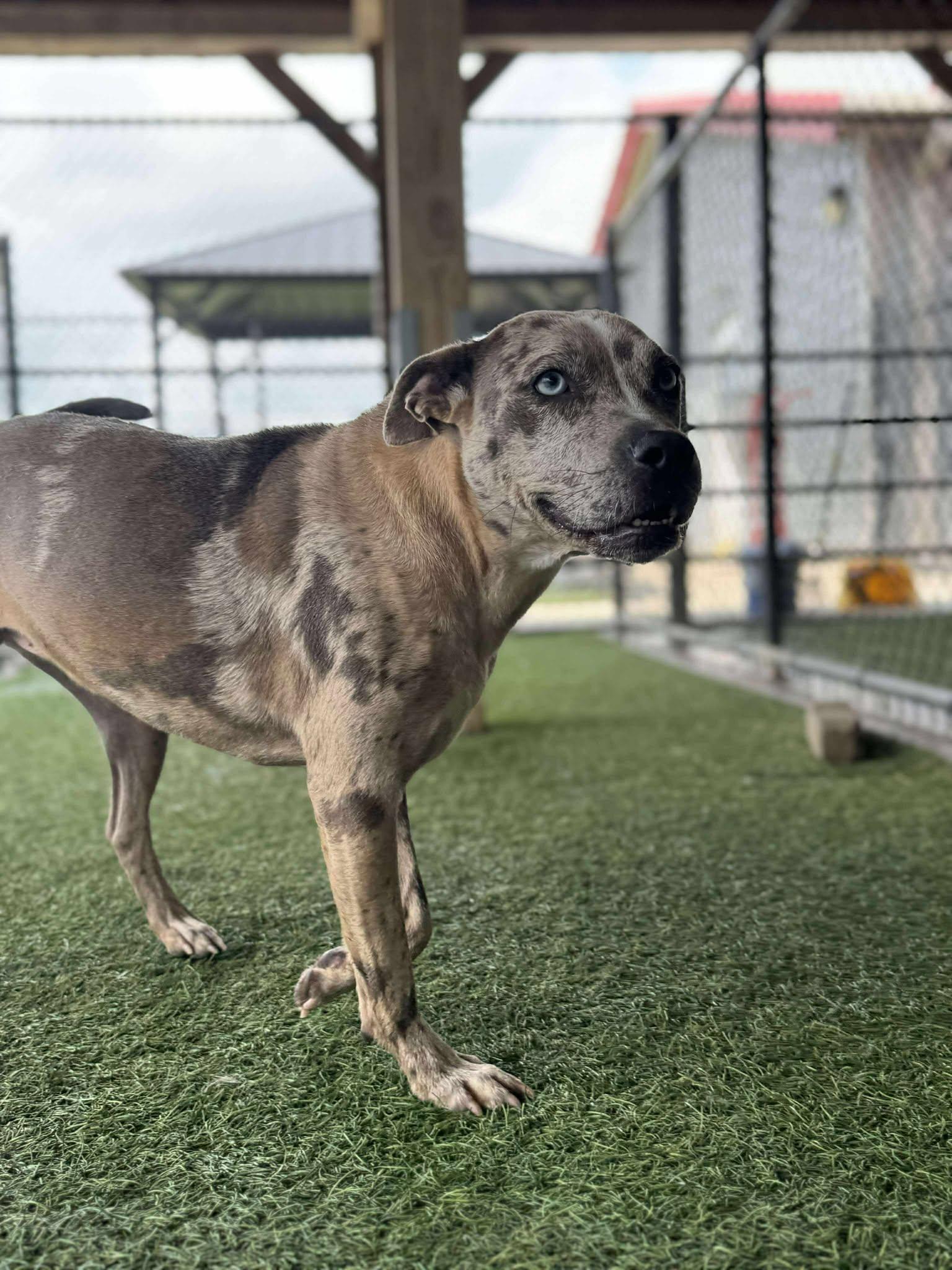 Pudding, a Adoptable mixed breed in Richmond, KY image 4/4