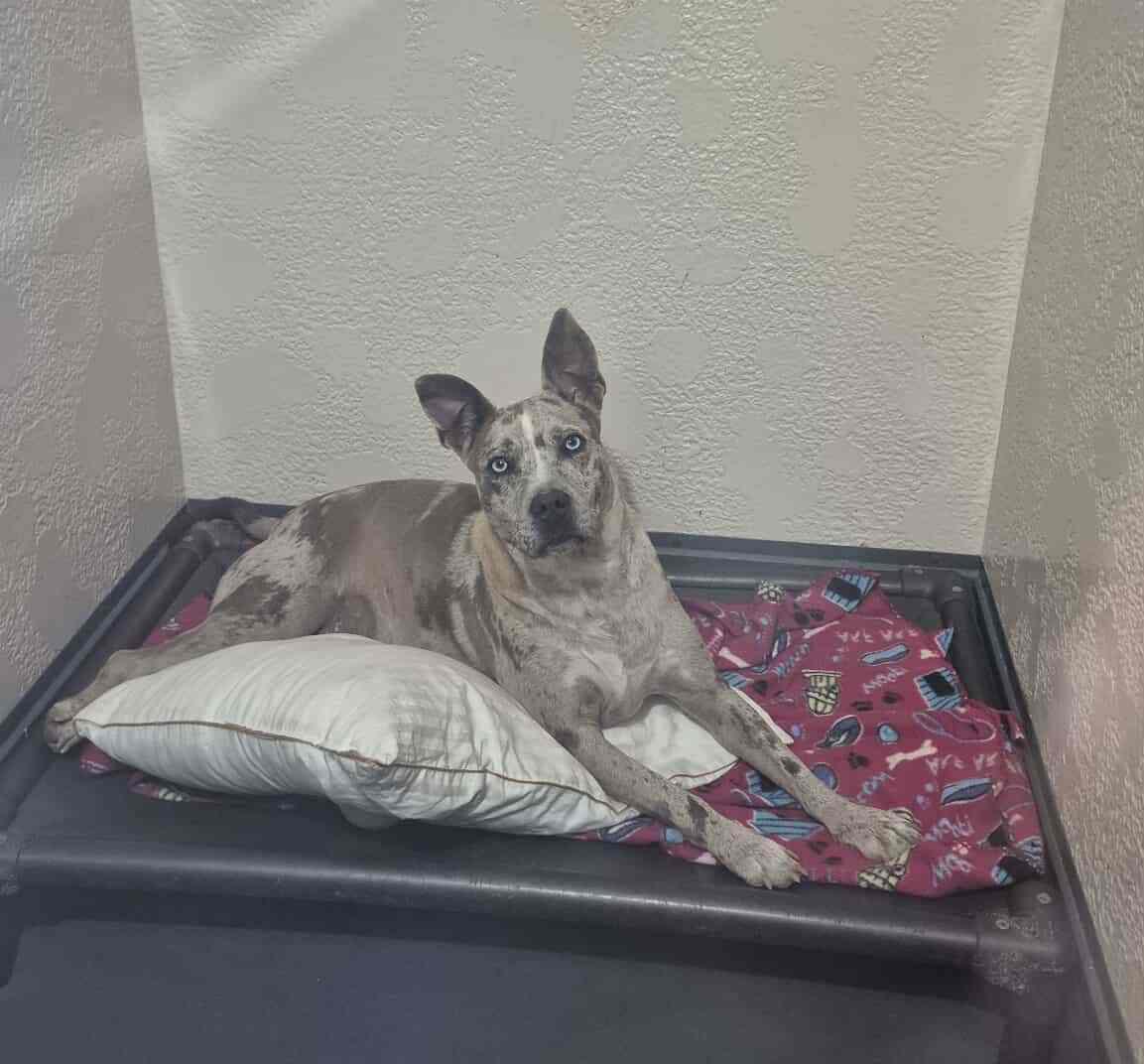 Enlarge Pudding, a Adoptable mixed breed in Richmond, KY image 4/6