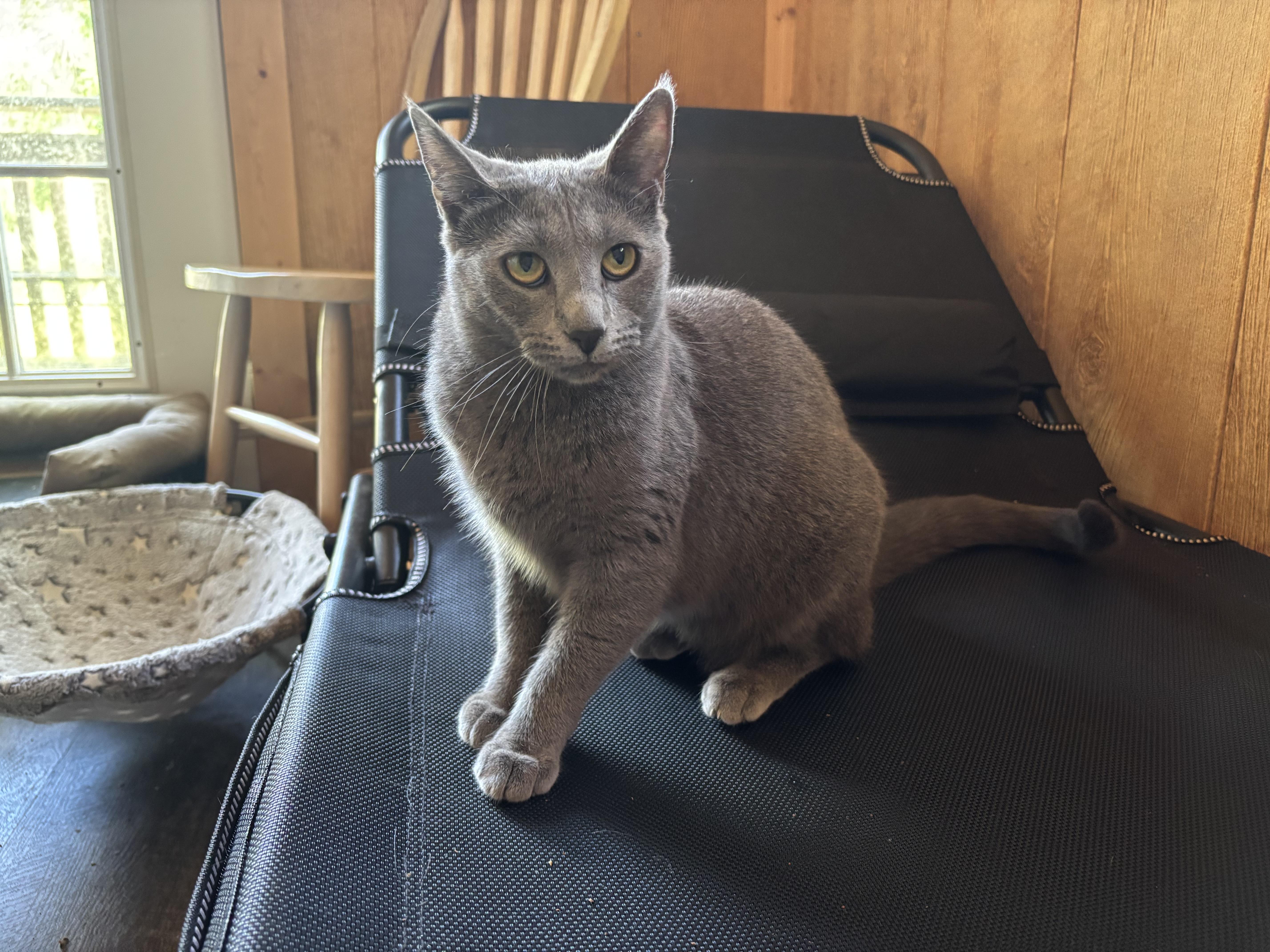 Sally, Adoptable, Young Female Domestic Short Hair.