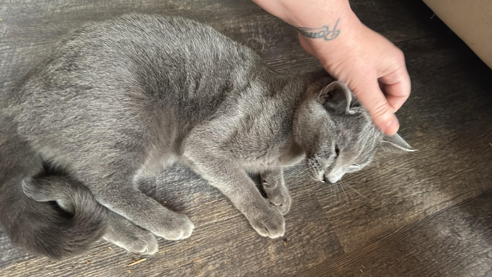 Sally, a Adoptable mixed breed in Crossville, TN image 2/4