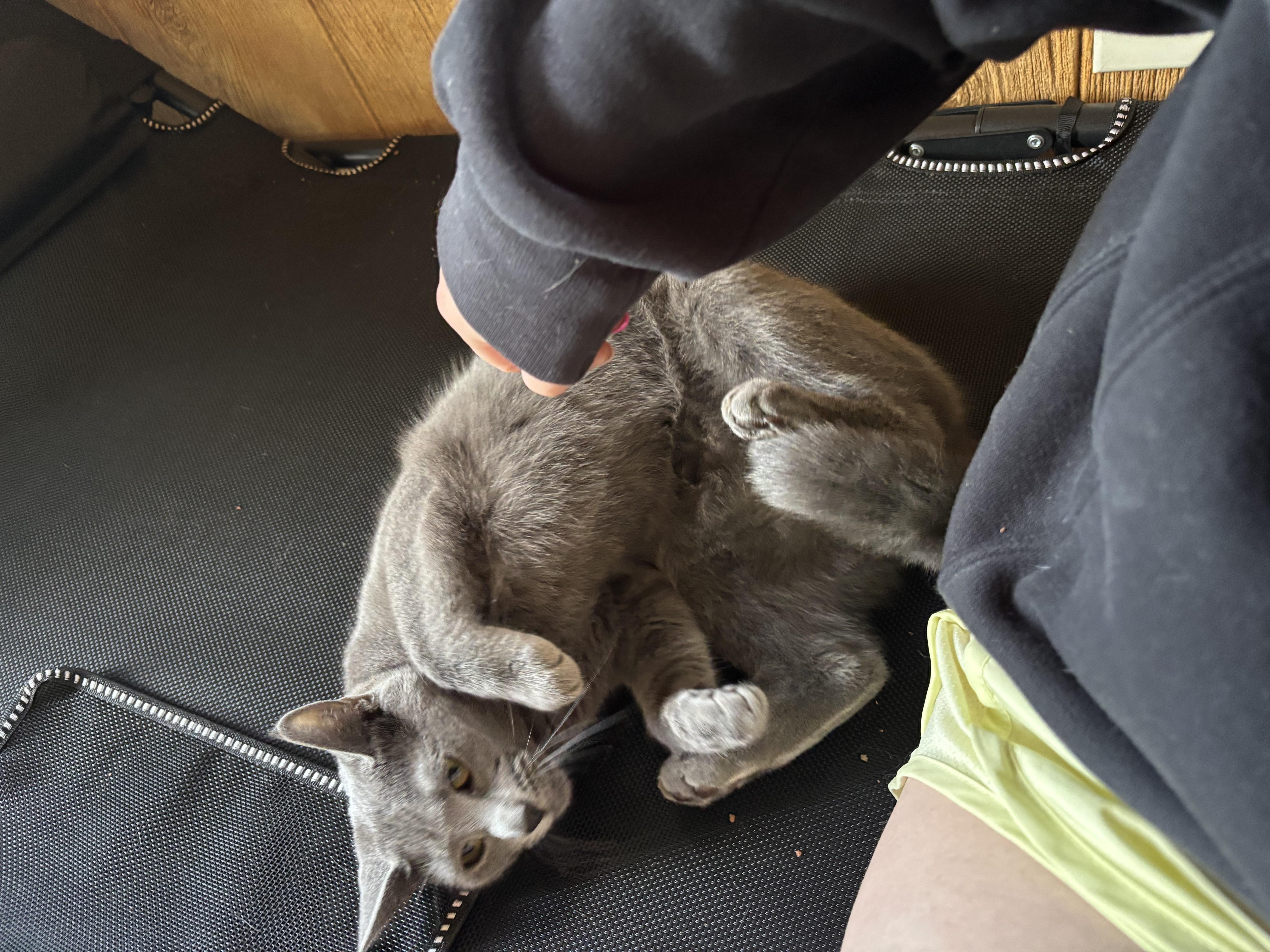 Sally, a Adoptable mixed breed in Crossville, TN image 3/4