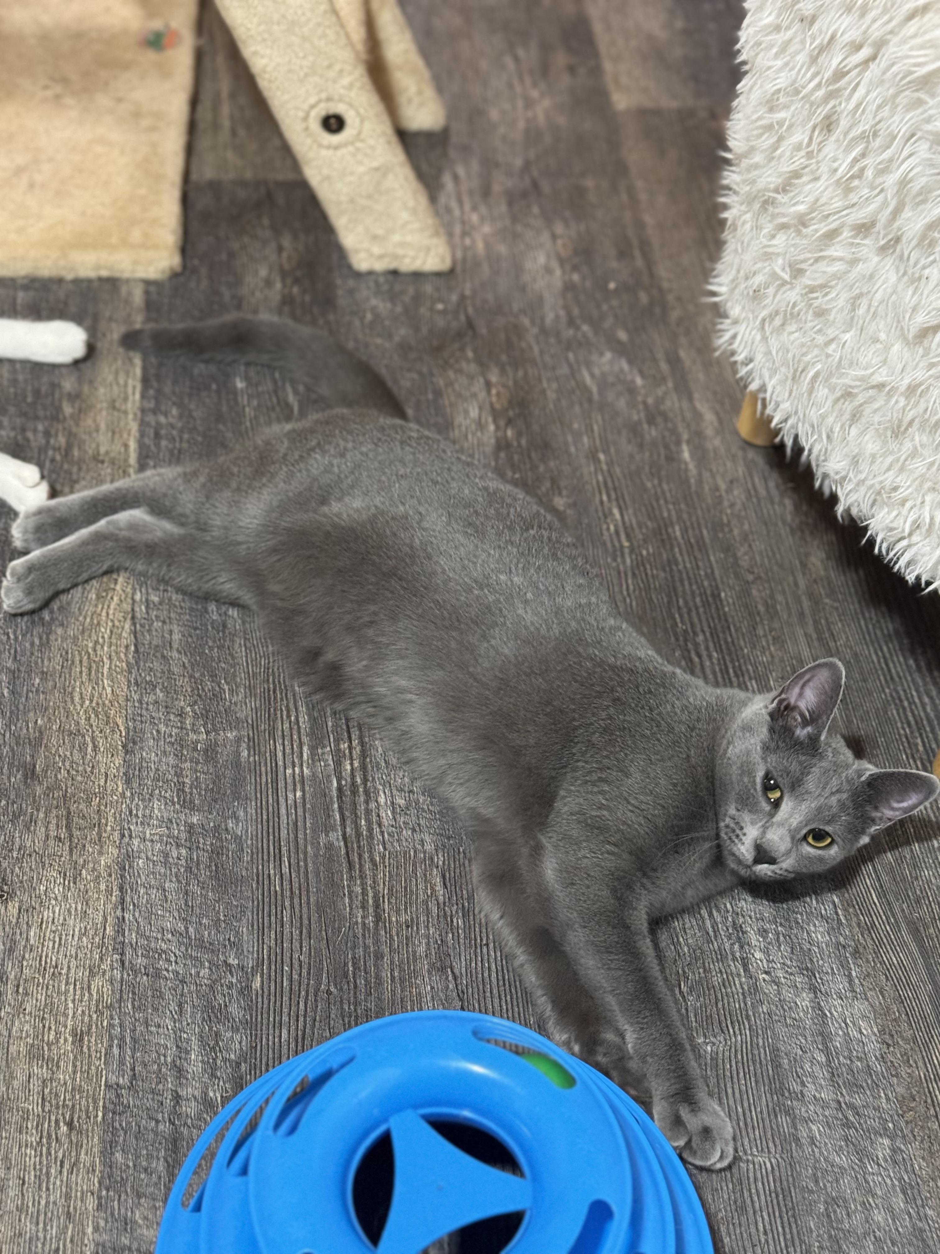 Sally, a Adoptable mixed breed in Crossville, TN image 4/4