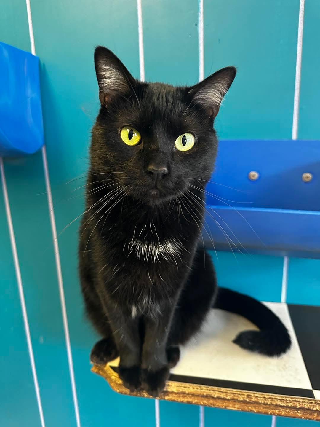 Pheobe, adoptable, Adult Female Domestic Short Hair.