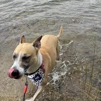 Enlarge Jack, a Adoptable mixed breed in Kingston, MA image 1/6