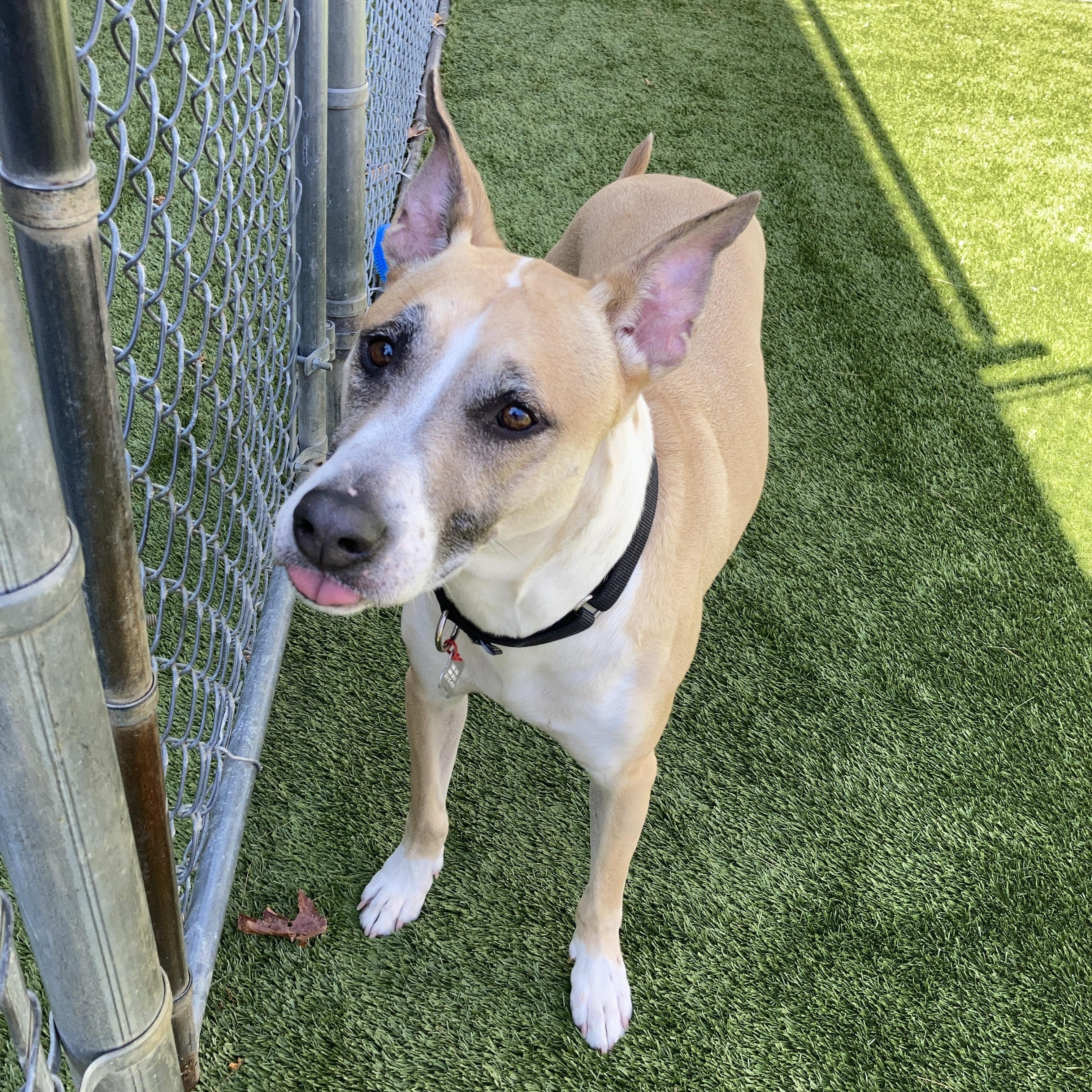 Enlarge Jack, a Adoptable mixed breed in Kingston, MA image 2/6