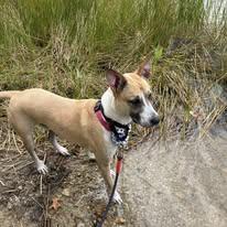 Enlarge Jack, a Adoptable mixed breed in Kingston, MA image 3/6