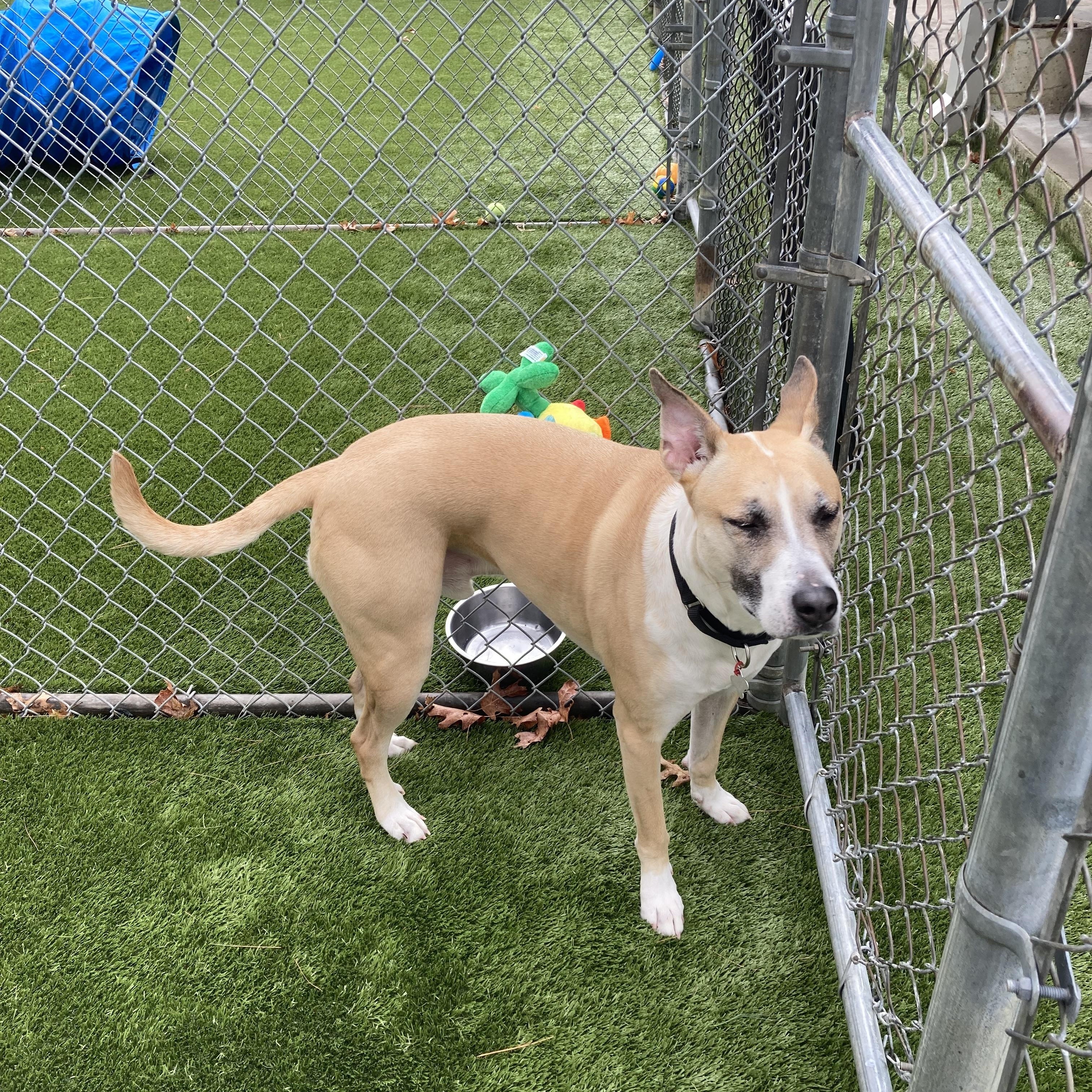 Enlarge Jack, a Adoptable mixed breed in Kingston, MA image 4/6