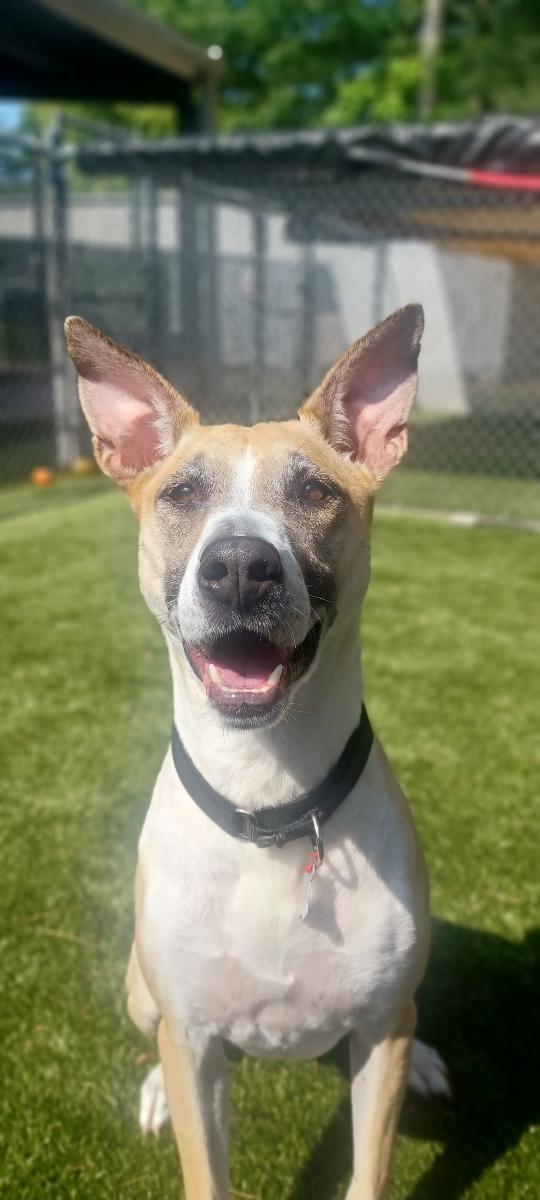 Enlarge Jack, a Adoptable mixed breed in Kingston, MA image 5/6