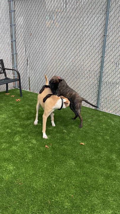 Enlarge Jack, a Adoptable mixed breed in Kingston, MA video 6/6