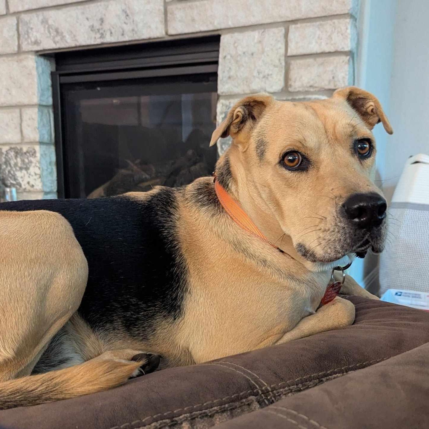 Relay, Adoptable, Adult Male Shar-Pei & German Shepherd Dog.