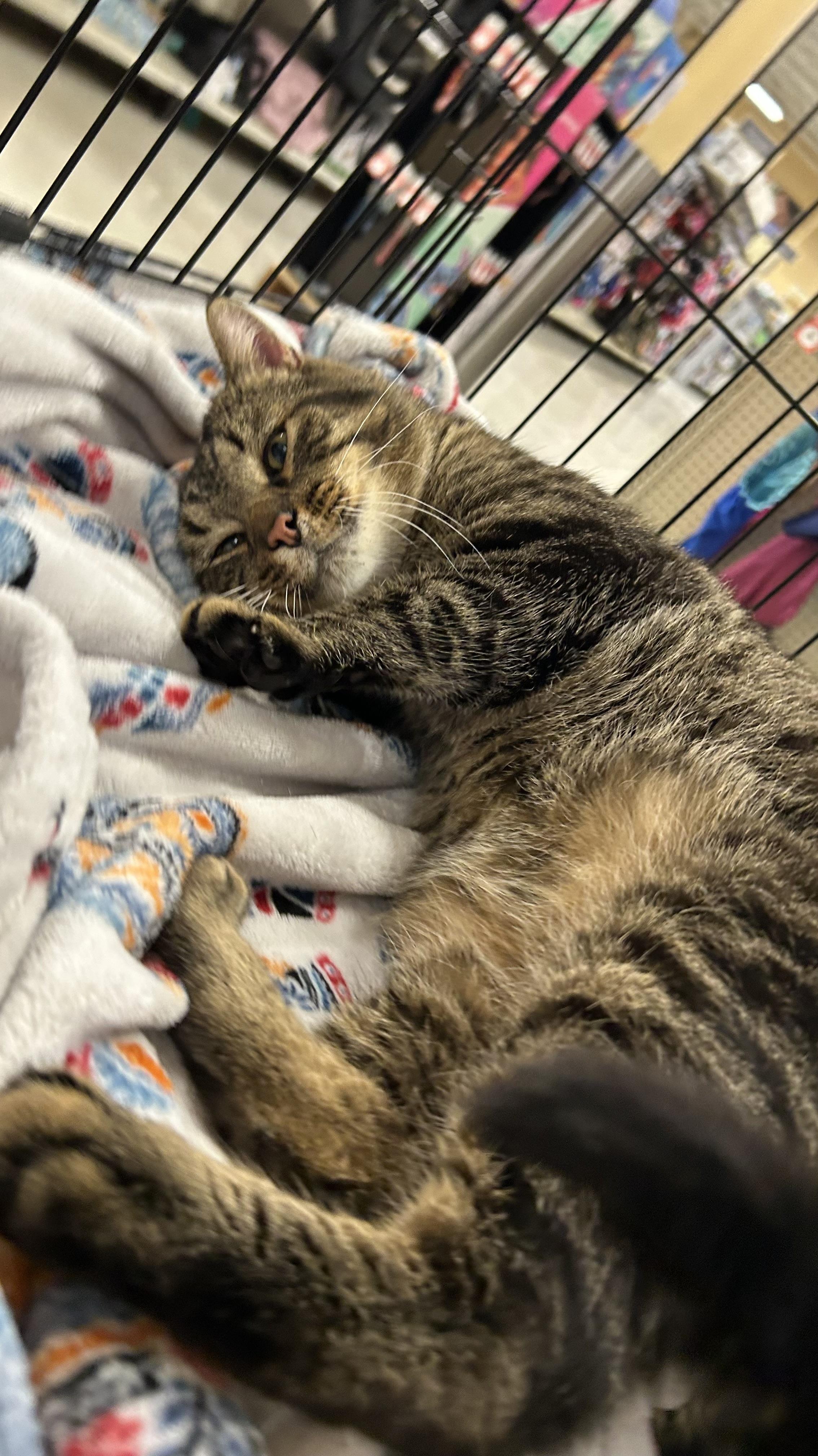 Tommy, Adoptable, Adult Male Domestic Short Hair.