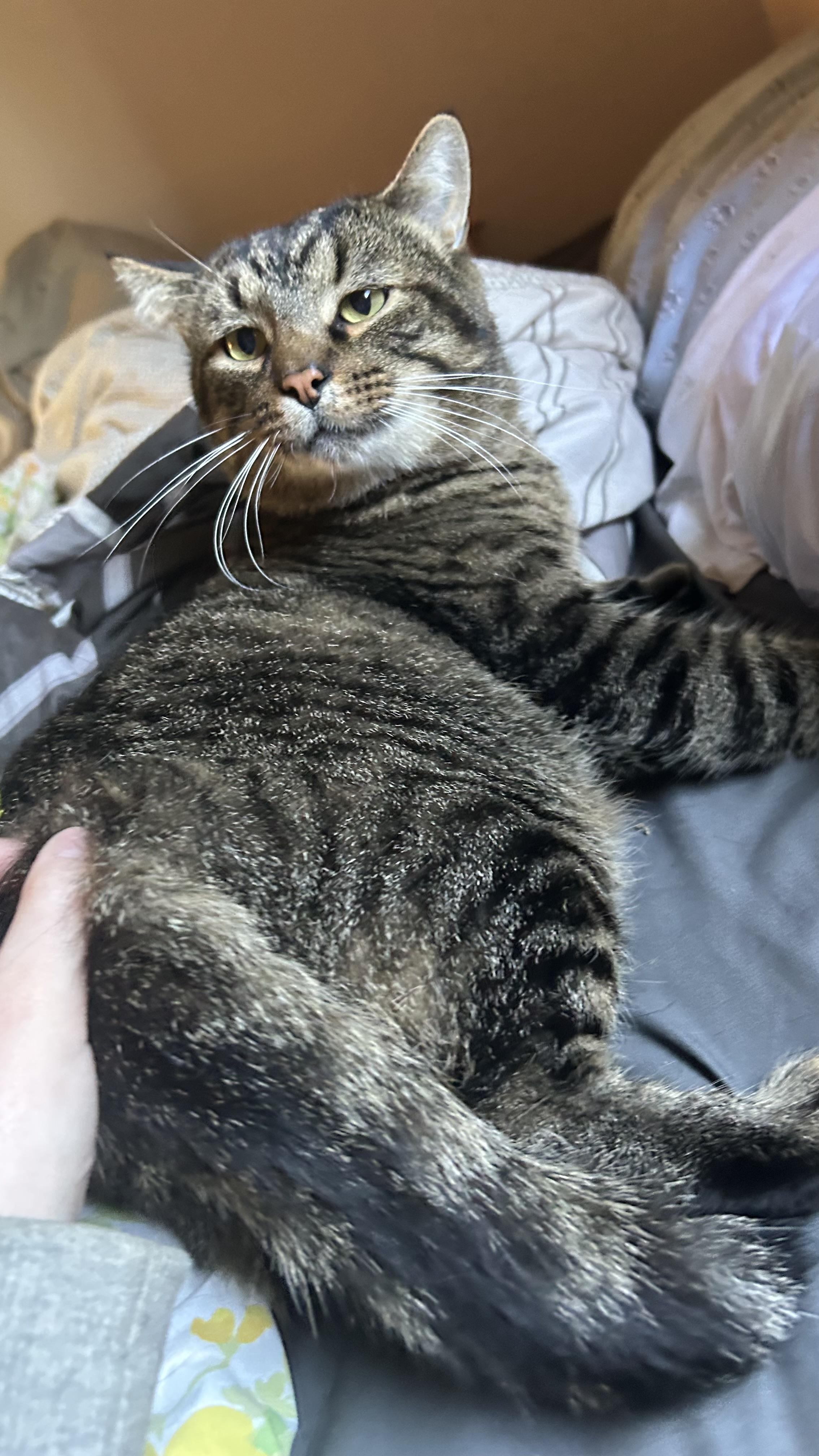 Enlarge Tommy, a Adoptable Domestic Short Hair in Roachdale, IN image 3/6