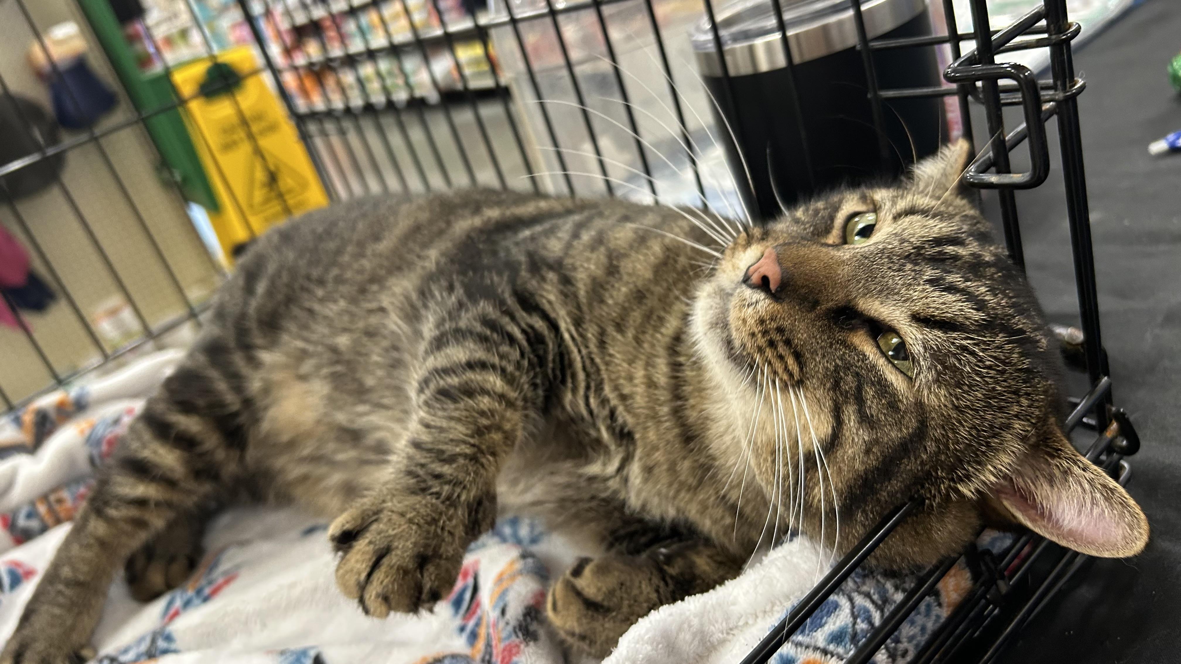 Enlarge Tommy, a Adoptable Domestic Short Hair in Roachdale, IN image 4/6