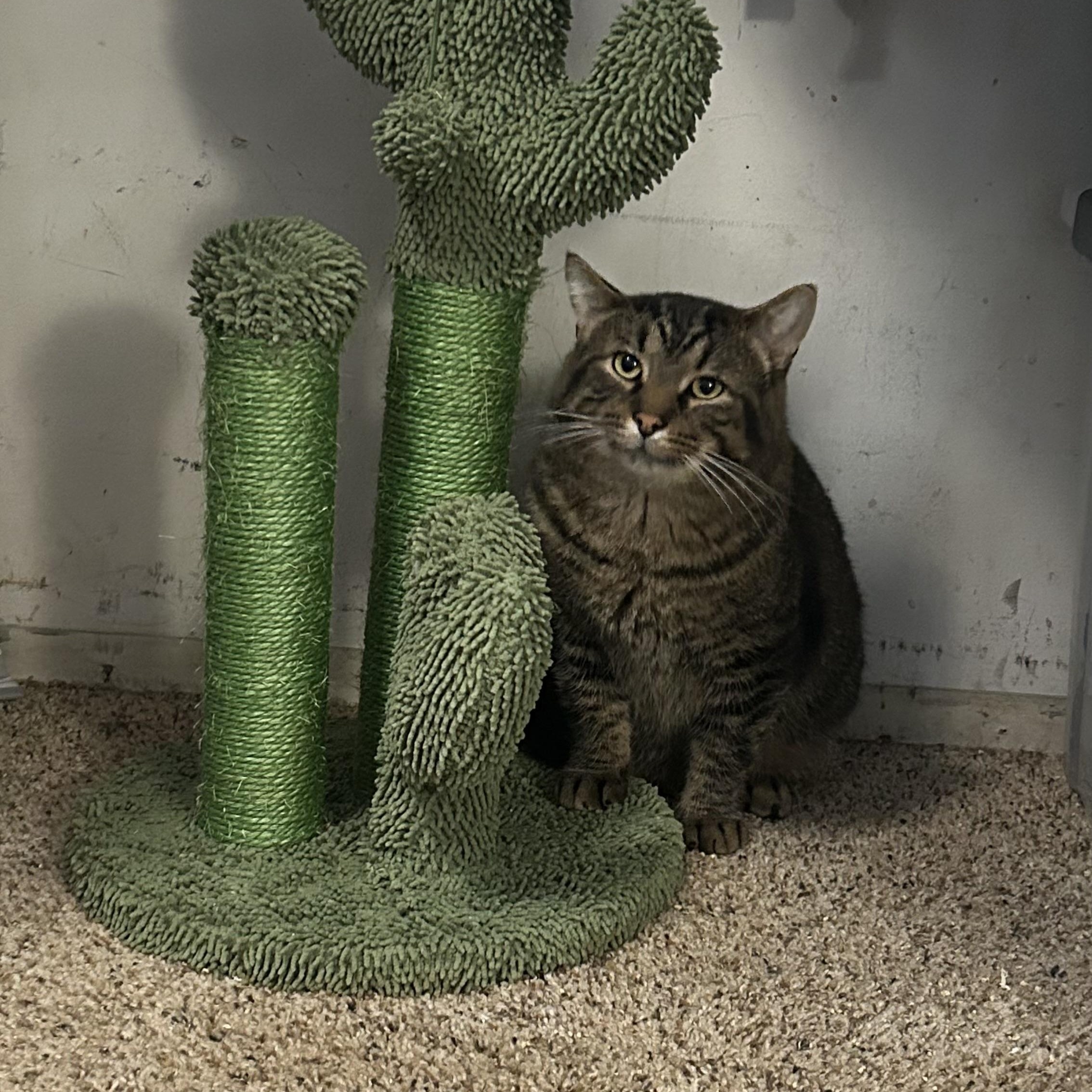 Enlarge Tommy, a Adoptable Domestic Short Hair in Roachdale, IN image 5/6