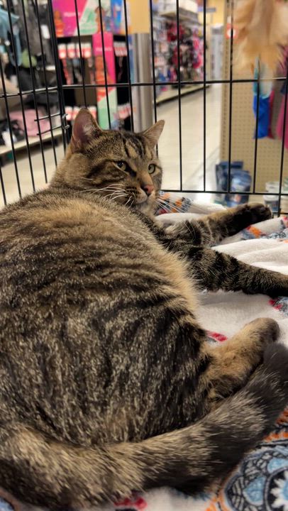 Enlarge Tommy, a Adoptable Domestic Short Hair in Roachdale, IN video 6/6