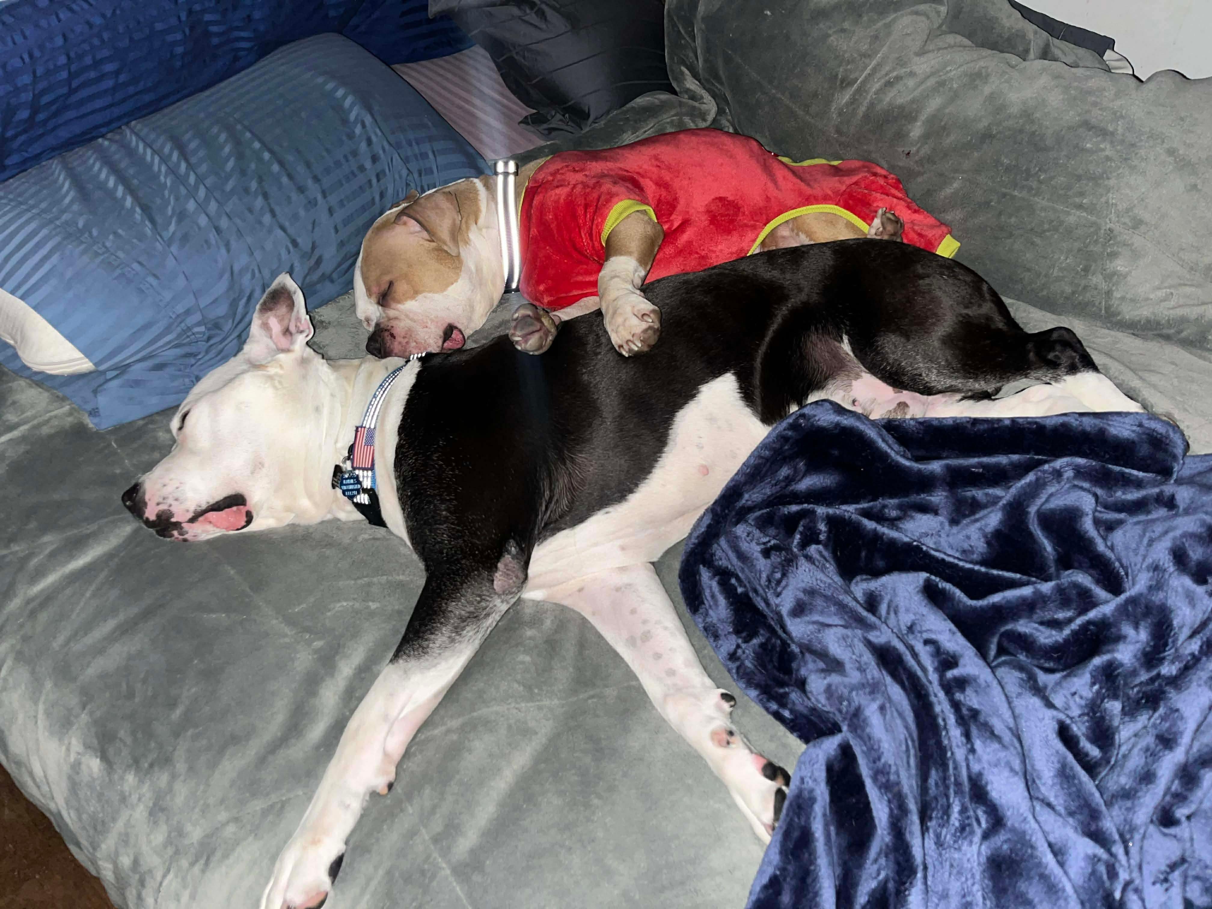 Lulu, ADOPTABLE, Young Female Pit Bull Terrier.