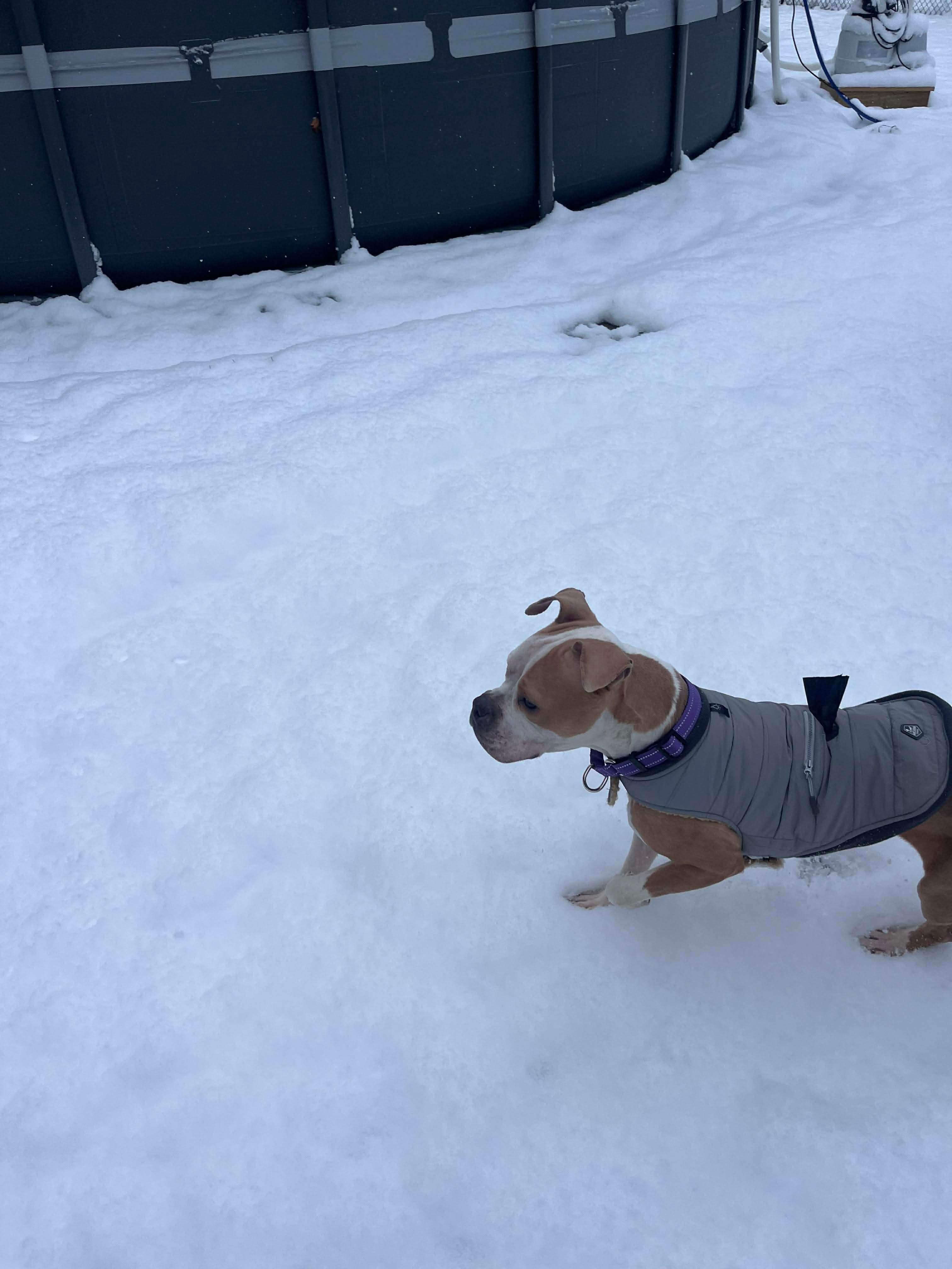 Lulu, a ADOPTABLE mixed breed in Clay, NY image 2/5