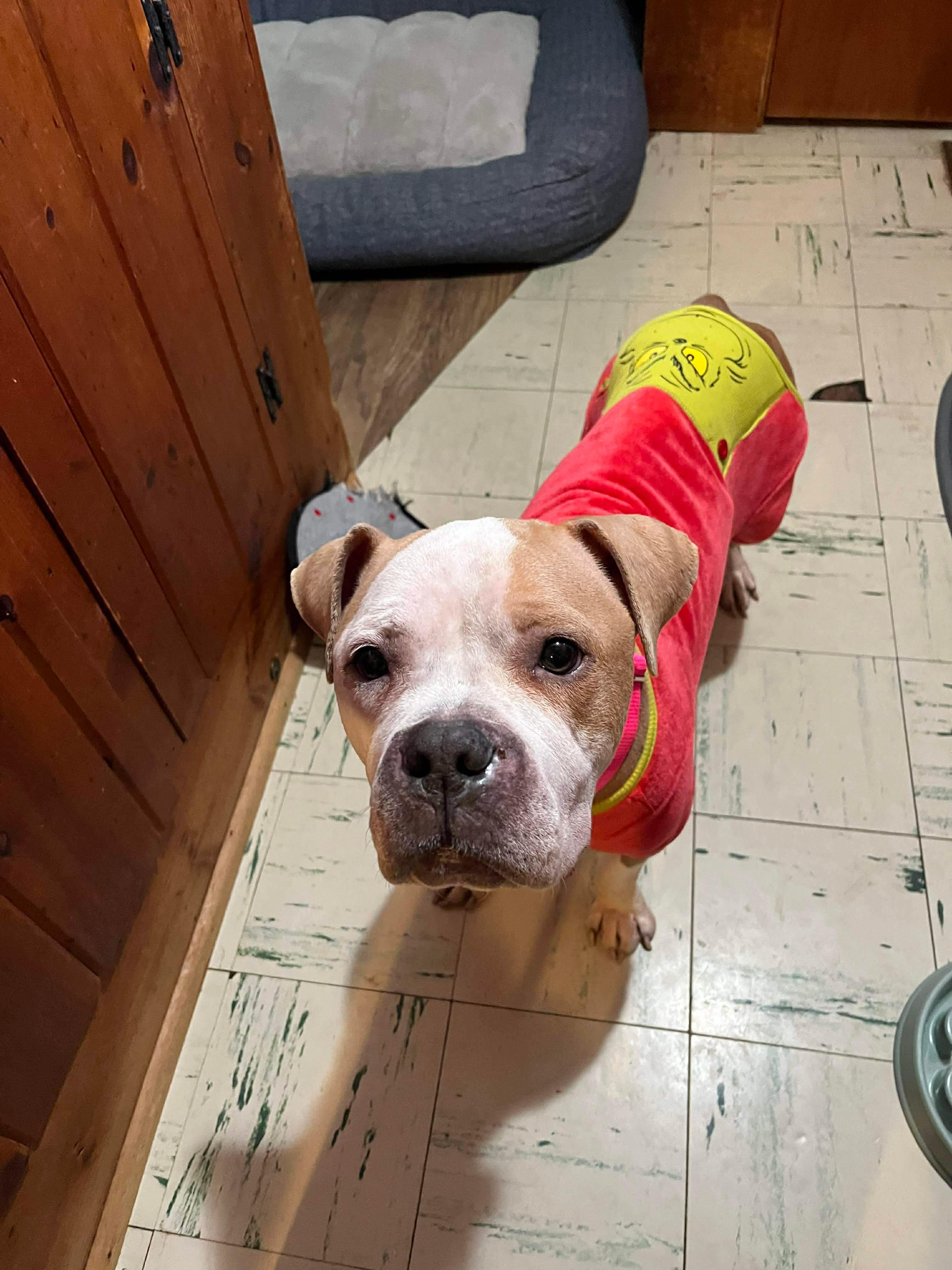 Lulu, a ADOPTABLE mixed breed in Clay, NY image 3/5