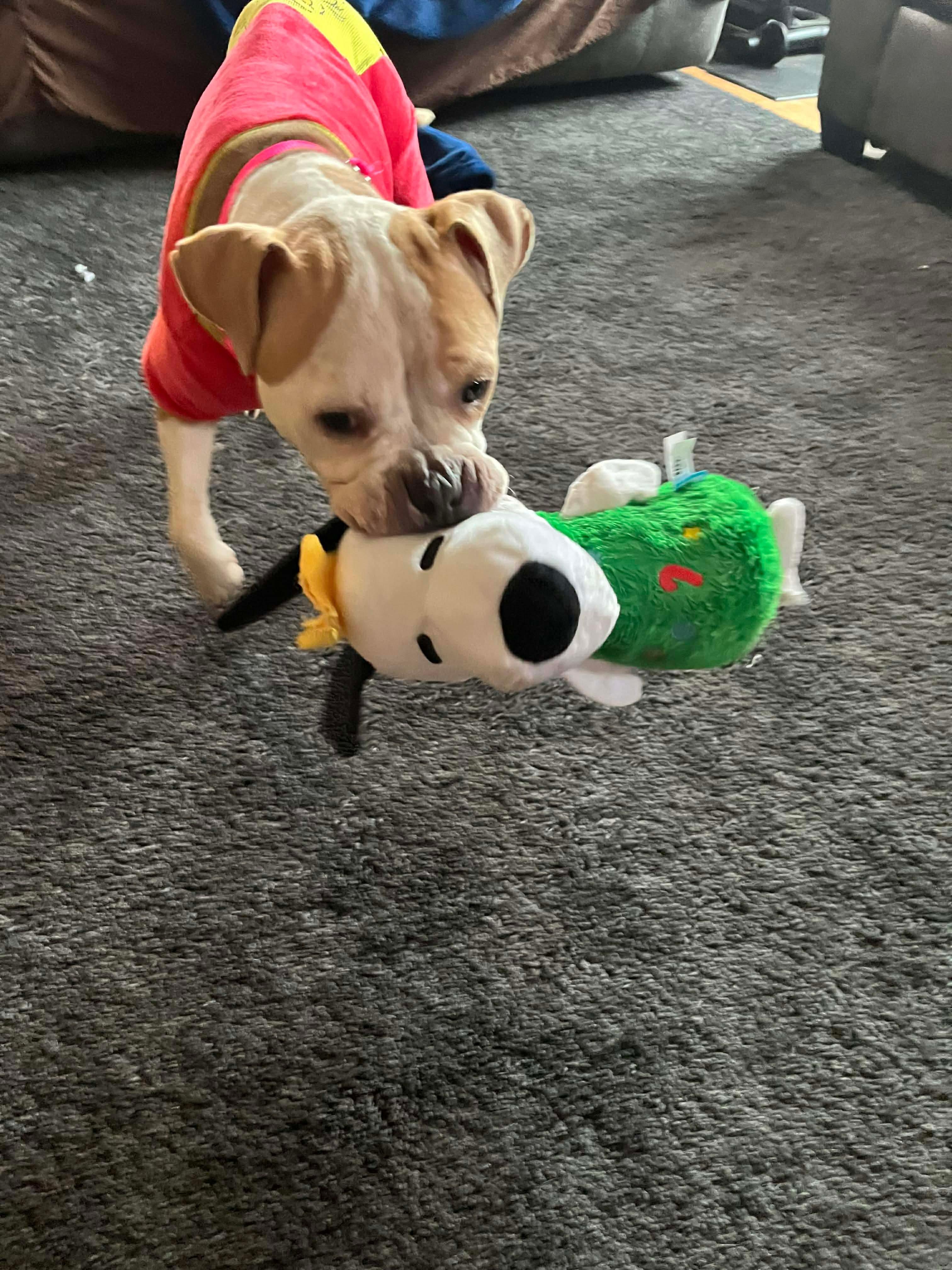 Lulu, a ADOPTABLE mixed breed in Clay, NY image 4/5